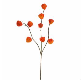 HOUZUKI FRUIT 105CM ORANGE
