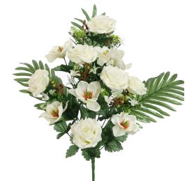 ROSE MAGNOLIA X18 BUSH 60CM CREAM
