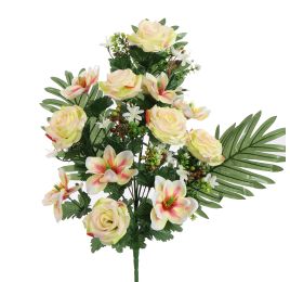 ROSE MAGNOLIA X18 BUSH 60CM PEACH