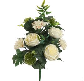 ROSE ALLIUM X12 BUSH 50CM CREAM