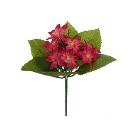 CHINONODOXA BUSH X 5 23CM BEAUTY