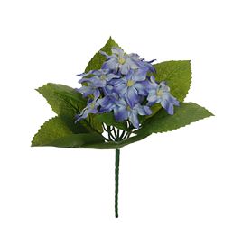 CHINONODOXA BUSH X 5 23CM BLUE