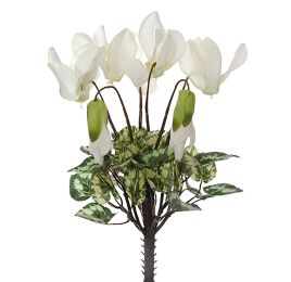 CYCLAMEN BUSH X 7 23CM CREAM