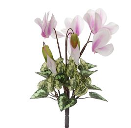 CYCLAMEN BUSH X 7 23CM CREAM PINK