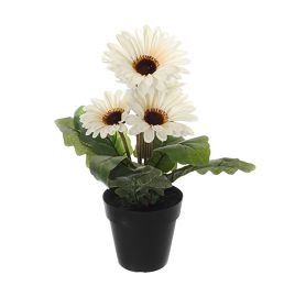SMALL GERBERA X 5 28CM IN POT CREAM