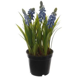 MUSCARI X 5 W/GRASS 22CM IN POT BLUE