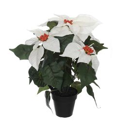 POINSETTIA IN POT 38CM WHITE