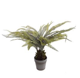 BOSTON FERN 51 CM IN POT GREEN