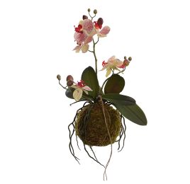ORCHID ON MOSS BASE H 40CM
