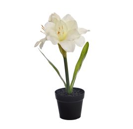 SINGLE AMARILLYS IN POT CREAM