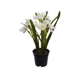 DAFFODIL IN POT 25CM CREAM