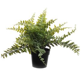 LEATHER FERN IN POT