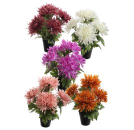 SPIDER MUM X5 IN POT 30CM ASSORTED