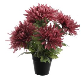 SPIDER MUM X5 IN POT 30CM BURGUNDY