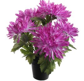 SPIDER MUM X5 IN POT 30CM LAVENDER
