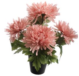 SPIDER MUM X5 IN POT 30CM PINK