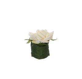 ROSE HEAD ON LEAVES 8CM POT