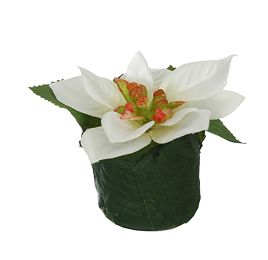 POINSETTIA HEAD ON LEAVES POT 6CM CREAM