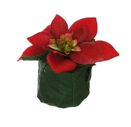 POINSETTIA HEAD ON LEAVES POT 6CM RED