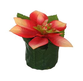 POINSETTIA HEAD ON LEAVES POT 6CM SALMON