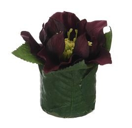 HELLEBORUS HEAD ON LEAVES POT 6CM AUBERGINE