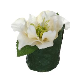 HELLEBORUS HEAD ON LEAVES POT 6CM CREAM