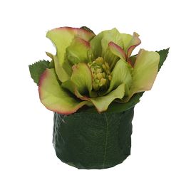 HELLEBORUS HEAD ON LEAVES POT 6CM GREEN