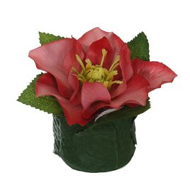 HELLEBORUS HEAD ON LEAVES POT 6CM MAUVE