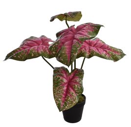 MEDIUM PLANT W/5 LEAVES IN POT 55CM BEAUTY GREEN