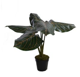 LARGE PLANT W/5 LEAVES IN POT 49CM ANTHURIUM