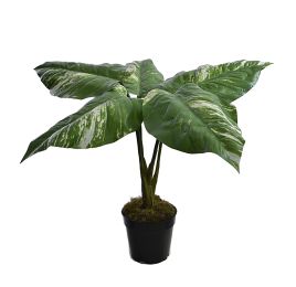 LARGE PLANT W/5 LEAVES IN POT 49CM POTHOS
