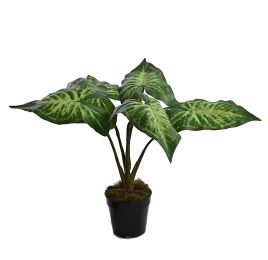 LARGE PLANT W/5 LEAVES IN POT 49CM SYNGONIUM