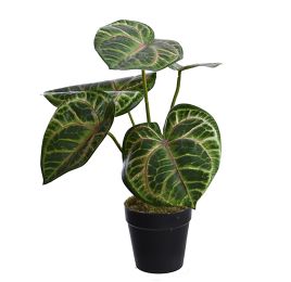 CALATHEA PLANT IN POT 33CM GREEN BEAUTY