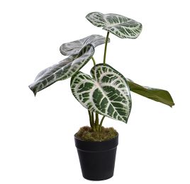 CALATHEA PLANT IN POT 33CM GREEN PINK