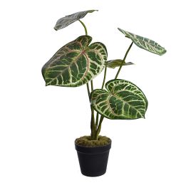 CALATHEA PLANT IN POT 52CM GREEN BEAUTY