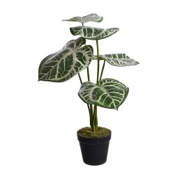 CALATHEA PLANT IN POT 52CM GREEN PINK