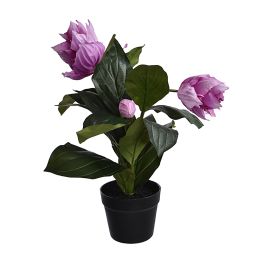 MEDINELLA IN POT 60CM LAVENDER
