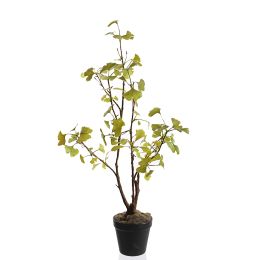 MEDIUM GINGKO PLANT IN POT 64CM GREEN