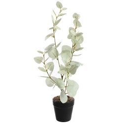 EUCALYPTUS 47CM IN POT