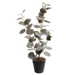 EUCALYPTUS 47CM IN POT
