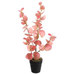 EUCALYPTUS 47CM IN POT