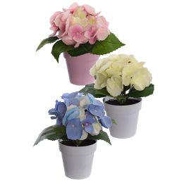 HYDRANGEA HEAD IN COLOR POT 19CM ASSORTED
