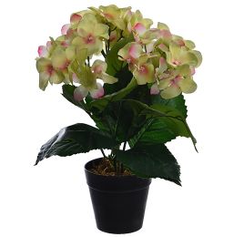 HYDRANGEA X 3 IN POT GREEN PINK