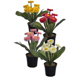 BELLIS IN POT 22CM ASSORTED