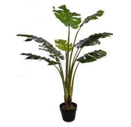 PLANT 90CM IN POT SPLIT PHILO