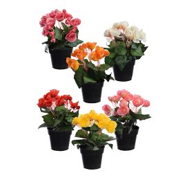 BEGONIA IN POT 22CM ASSORTED