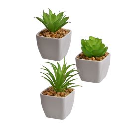 MINI AGAVE IN WHITE PLASTIC POT 10CM ASSORTED