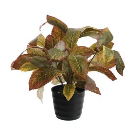 CROTON LEAF PLANT
