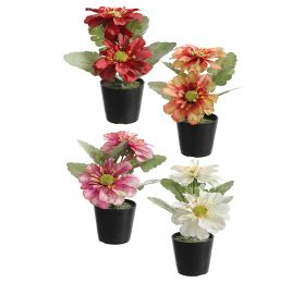 GERBERA X2 IN POT 14CM ASSORTED
