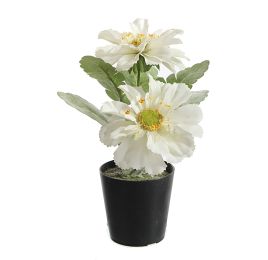 GERBERA X2 IN POT 14CM CREAM